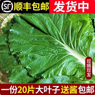 东北农家东北大白菜叶饭包叶即食蘸酱蔬菜包饭菜新鲜蘸酱菜