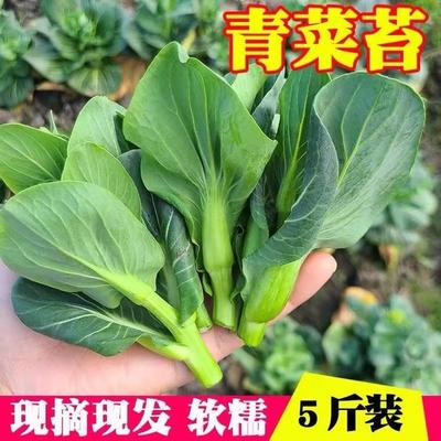 苏北霜冻青菜苔现摘新鲜蔬菜自种