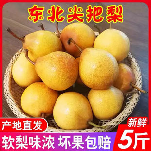 东北正宗尖把梨辽宁特产秋子梨冻梨葫芦尖巴梨5斤酸甜软梨小酸梨