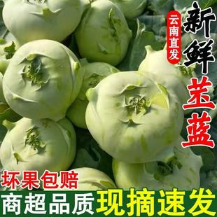 云南特产苤蓝新鲜新鲜大头菜大芥菜头撇了疙瘩蔬菜农家撇啦丕蓝