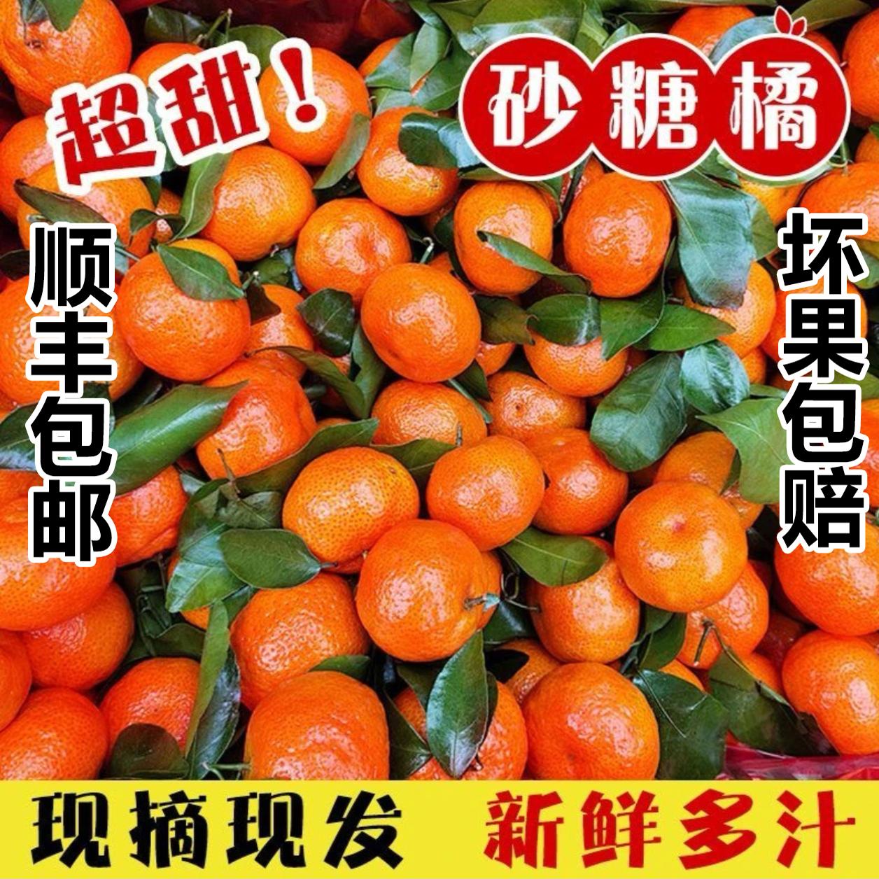 正宗广西高山金秋砂糖橘大果