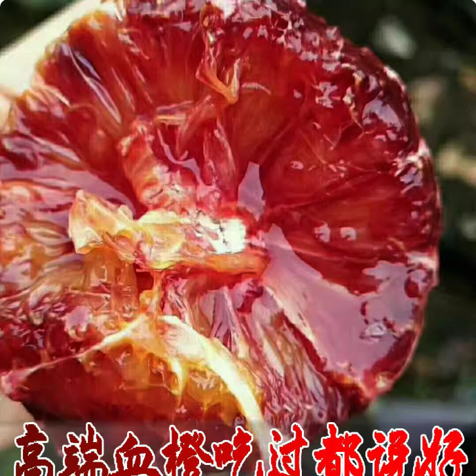 现摘塔罗科血橙新鲜现摘现发水果玫瑰香橙伦晚时令10水果