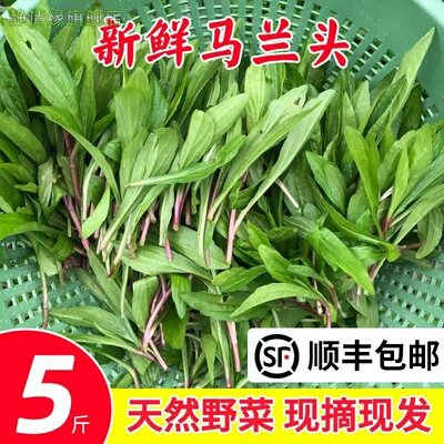 新鲜马兰头野菜顺丰包邮野生红杆当季蔬菜马兰头菜江苏时令马兰菜