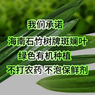 新鲜斑斓叶5元包邮海南原产地直发香兰叶香露兜斑斓原叶可食用