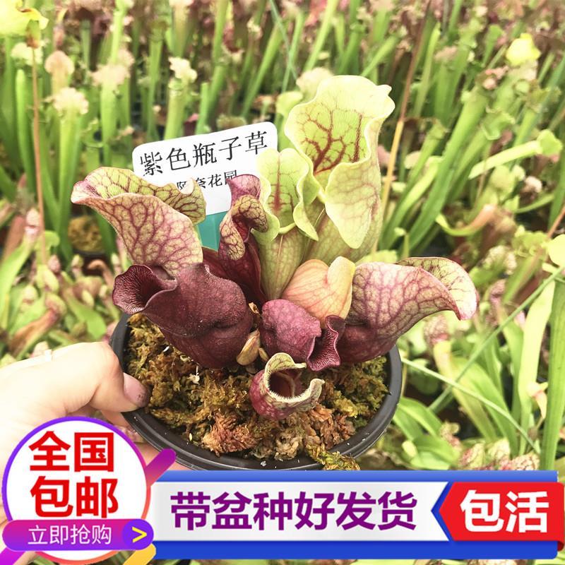 紫色瓶子草 驱蚊捉苍蝇食虫草 食虫植物捉虫捕蚊子陷阱 趣味盆栽