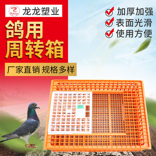 SC02鸽用周转箱蛋鸡笼塑料鸡笼鸡用周转箱养殖设备 厂家
