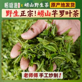 正宗崂山区野生茶芊罗叶茶头采嫩芽2025春茶甘枣叶高山深山养生茶