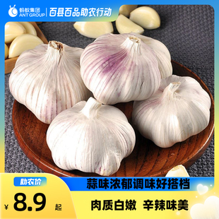 大蒜头当地新鲜大蒜干大蒜农家多瓣蒜