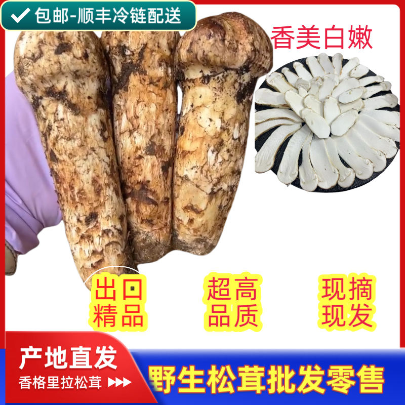 松茸香格里拉现货现发