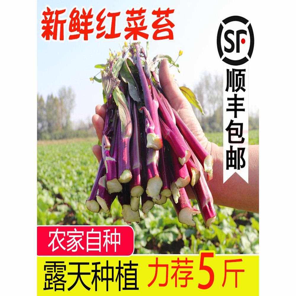 顺丰湖北红菜苔新鲜农家自种紫菜苔现摘洪山菜苔产地红菜心油菜苔