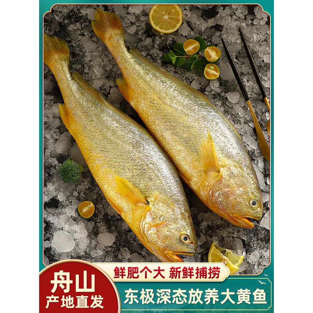 大黄鱼舟山深海半野生黄花鱼新鲜活整条冷冻海鲜水产整箱商用