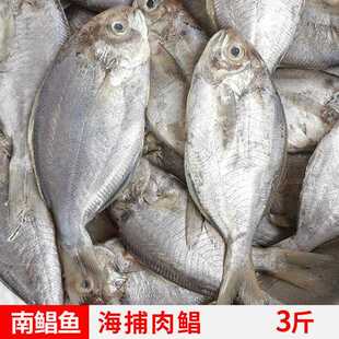 福建现捕无冰肉鲳鱼冷冻海鲜水产品深海鱼新鲜南鲳鱼刺鲳鱼
