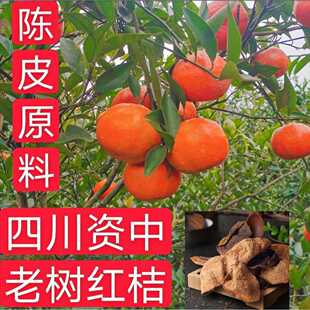 四川红橘大红袍柑陈老师推荐内江罗泉镇70年古老树红桔子陈皮