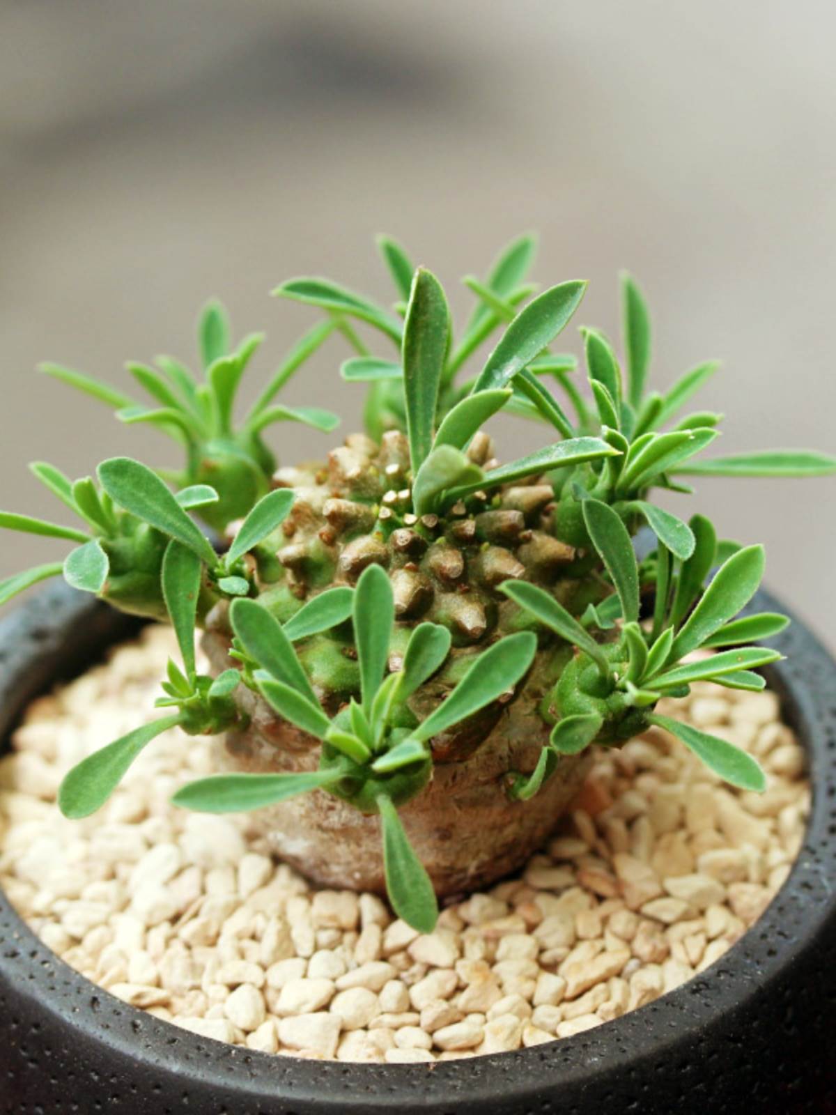 可爱绿植迷你小盆栽多肉植物 办公电脑防辐射桌上小盆景 植物礼品