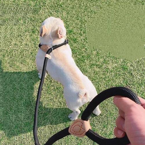 Dog Leash Slip Rope Lead Leash Heavy Duty Braided Rope Adjus