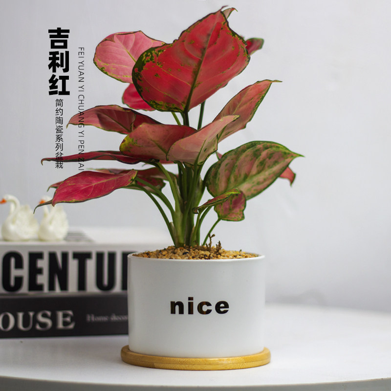 吉利红桌面好养植物办公室创意绿植防辐射耐阴小盆栽吸甲醛红如意