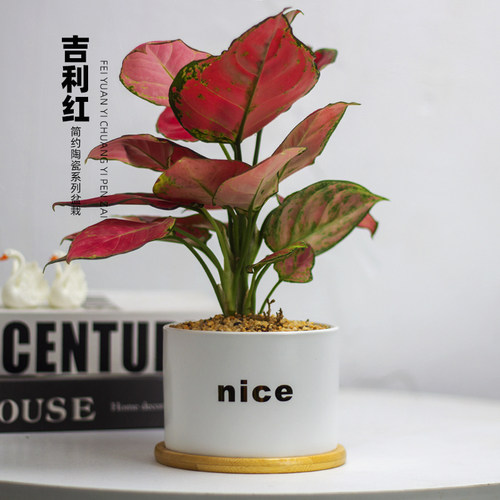 吉利红桌面好养植物办公室创意绿植防辐射耐阴小盆栽吸甲醛红如意