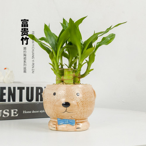 富贵竹植物迷你盆栽室内办公室好养文昌竹绿植四季常青节节高花卉