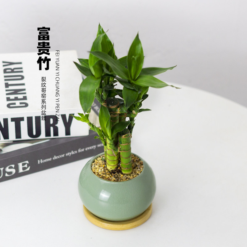 富贵竹植物迷你盆栽室内办公室好养文昌竹绿植四季常青步步高花卉