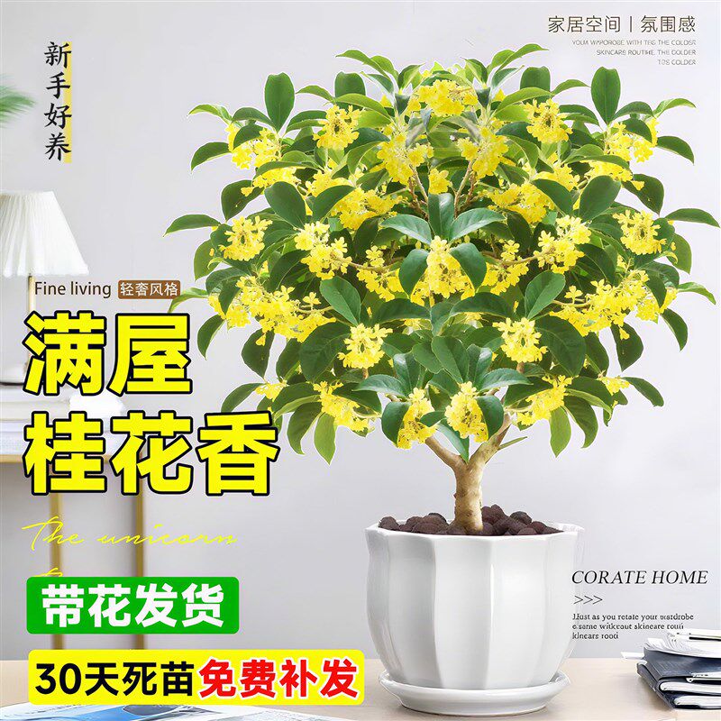 四季桂花树苗盆栽老桩花卉八月桂室内客厅绿植好养阳台浓香型植物