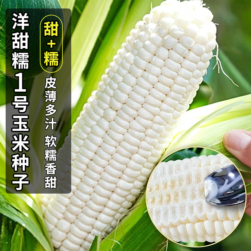 白甜糯玉米种子矮杆大棒玉米种子图片