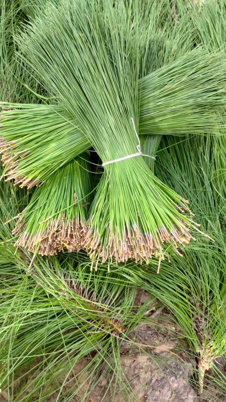 深山天然新鲜松针茶纯松针蒸包子两叶松针泡茶泡酒做酵素