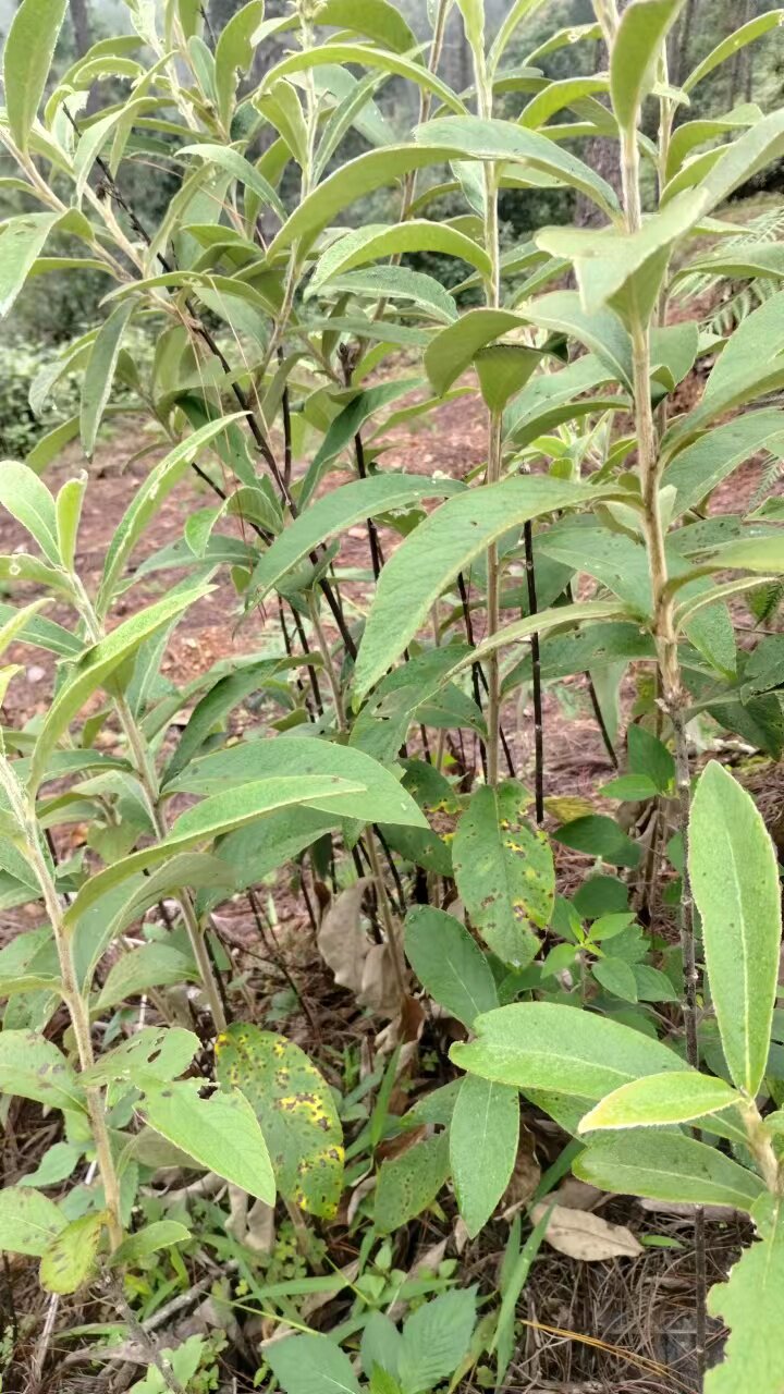 白毛将军马甘蔗丁桂辛苦草菊根兔儿朵乌根新鲜