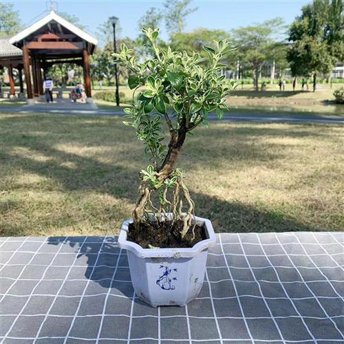 提根金边六月雪盆景老桩苗室外阳台庭院四季常青趣味开花耐晒植物