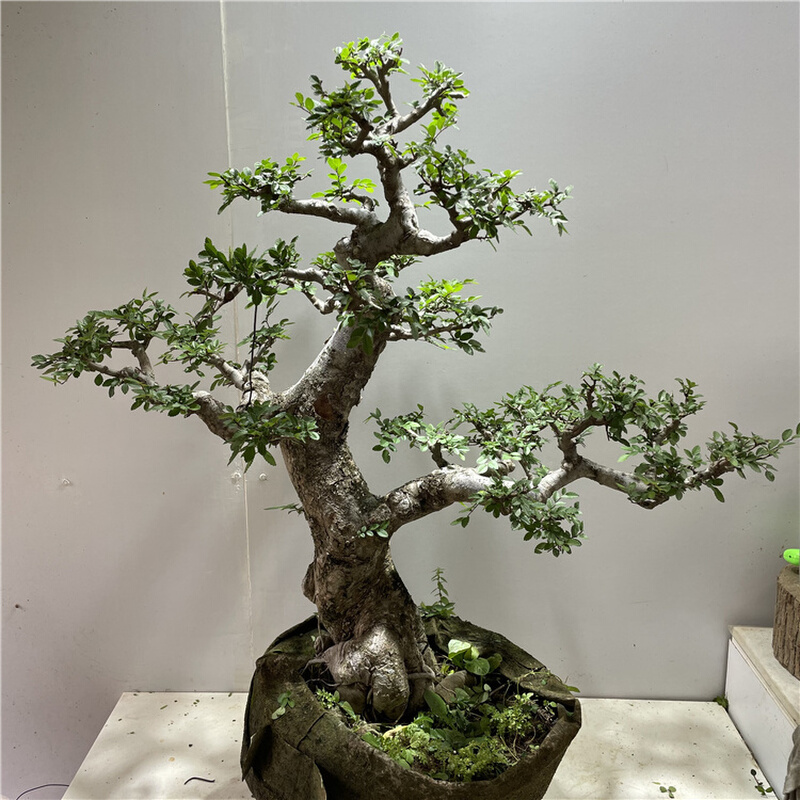 铁冬青龟甲冬青榆树盆景植物老桩黄杨雀梅庭院造型红芽小叶耐寒