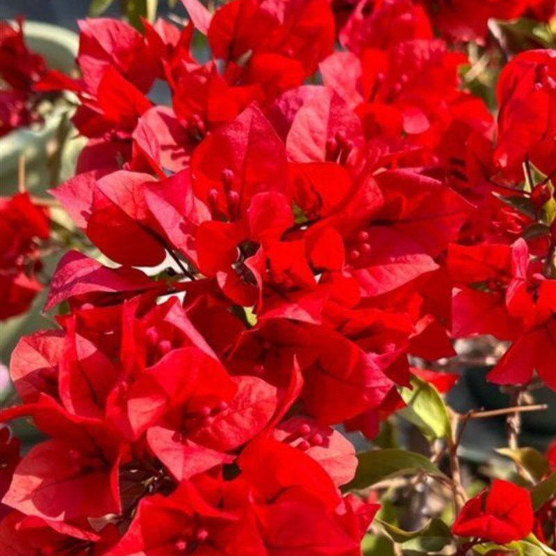 【广红樱b】三角梅花四季室外阳台庭院爬藤飘枝植物基地直发壮苗