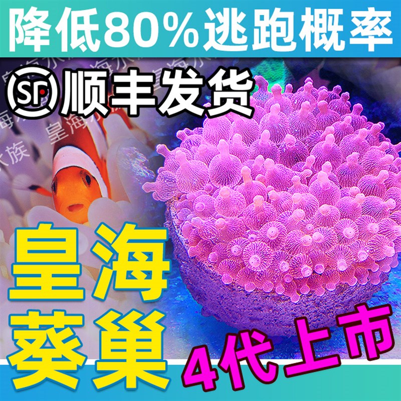 皇海葵巢奶嘴杯防跑神器窝家屋珊瑚罐子鱼缸造景装饰海葵窝固定黄