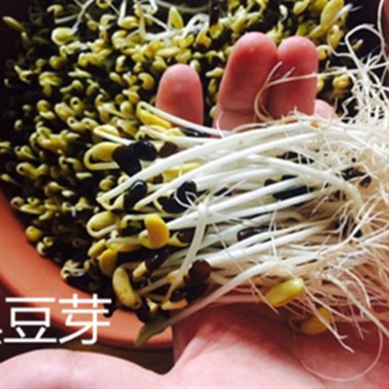 紫砂生豆芽机家用非全自动发豆芽神器大号大容量土陶瓷盆罐桶自制