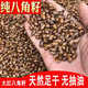 广西大红八角籽大料大茴香籽八角打粉用料干净无杂中药材非种子