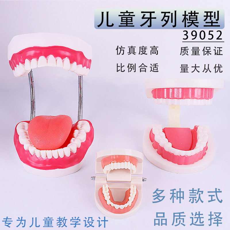 儿童牙列模型牙齿模型1:1赠牙刷3倍大6倍大小学科学教具模型