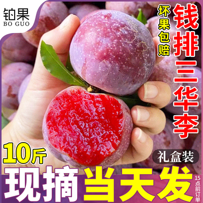 老树特大果10斤钱排三华李新鲜水果红心李子芙蓉整箱包邮礼盒当季