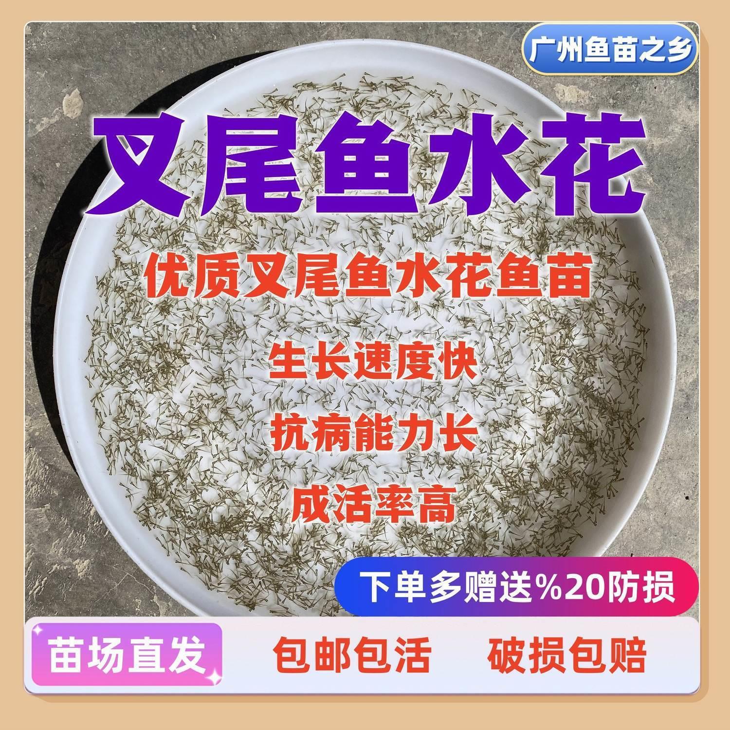 叉尾鮰鱼苗水花钳鱼苗江团本地梭边笋壳鱼苗鳡鱼苗斑点淡水养殖-封面