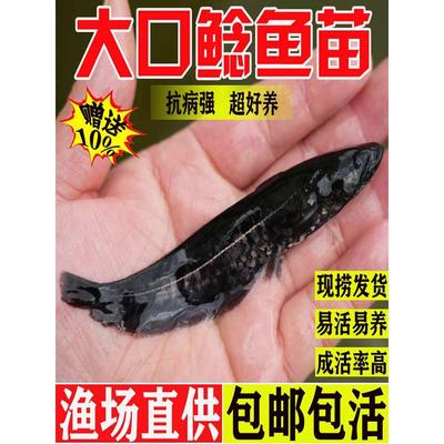 南方大口鲶鱼苗淡水养殖食用活体河鲶土鲶鱼二须鲶肉食塘鲺鲶鱼苗