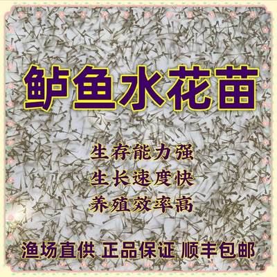 淡水鲈鱼水花苗养殖加州鲈鱼大口黑鲈优鲈三号塘鳢食用鱼苗开口料