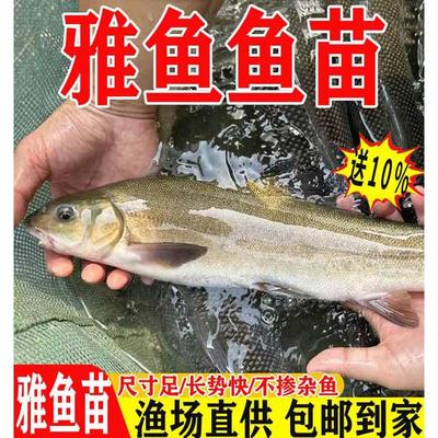 雅鱼苗淡水养殖裂腹鱼冷水鱼观赏鱼好养活细甲鱼鱼苗雅罗鱼细鳞鱼