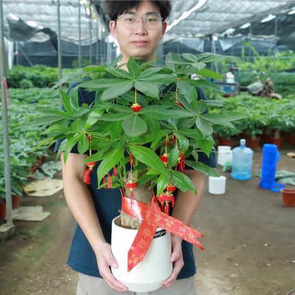 发财树盆栽招财室内客厅大绿植前台开业办公发财树小盆栽桌面绿植