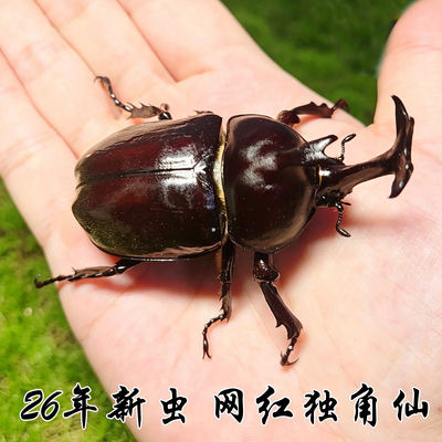独角仙成虫 幼虫大兜虫稀罕宠物新手套餐好养 甲虫 不咬人 无毒