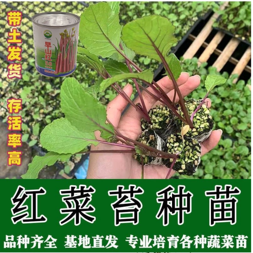 武汉洪山区正宗红菜苔苗子 高品质基地优选早熟种早山红100棵起卖