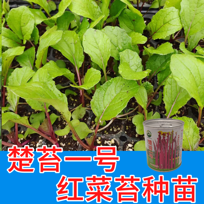 武汉洪山区正宗红菜苔苗子  高品质基地优选晚熟楚苔一号武汉发货