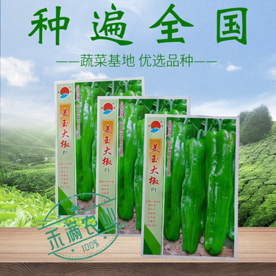 王炸品美玉大辣椒种籽特大薄皮椒种籽高端辣椒种籽皱皮椒种籽