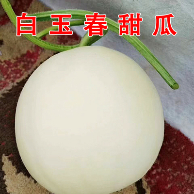 春播白玉白甜瓜种子甜宝黄梨薄皮甜瓜种子黄梨瓜香瓜种籽肉质松脆