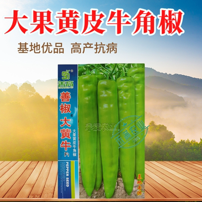 大黄牛大果黄皮牛角椒种籽辣椒种子大全辣椒种籽四季蔬菜泡椒种孑