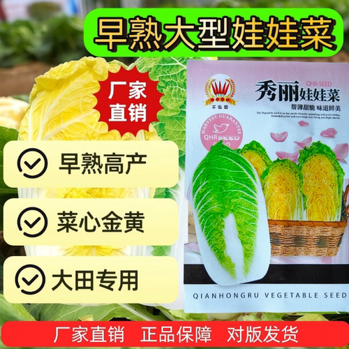 【千弘如】50天秀丽娃娃菜种子 四季蔬菜大田娃早熟娃菜种籽