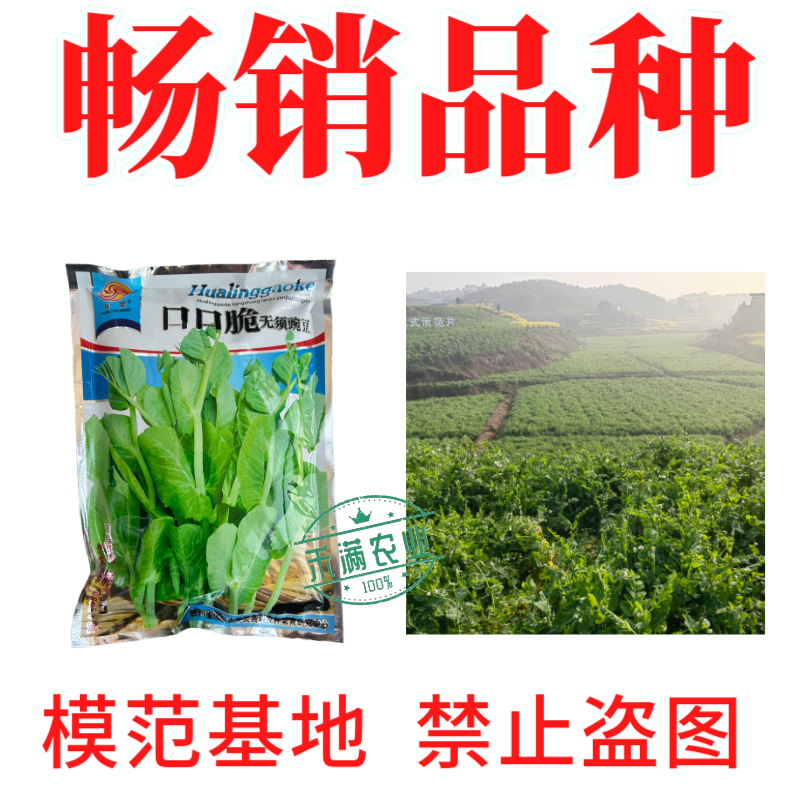 【正宗无须】口口脆无须豌豆种子华灵食用鲜嫩豌豆尖基地优选种籽