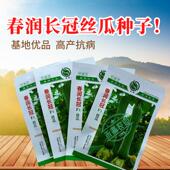 春润长冠杂交丝瓜种子 早熟长棒型皱皮白霜丝瓜种子基地精选种籽