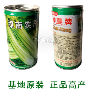实心芹菜种津南实芹一号津南实芹芹菜种子实心香芹原装正品耐热耐